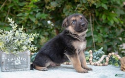 German Shepherd dogs for sale: Max - Image 1