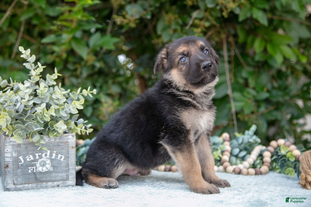German Shepherd dogs for sale: Max - Image 1