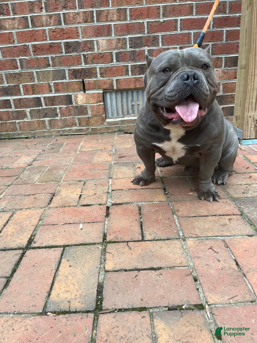 American Bully dogs for sale: Lucky - Image 6
