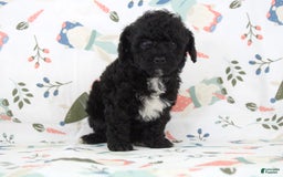 Toy Poodle dogs for sale: Brody - Image 3