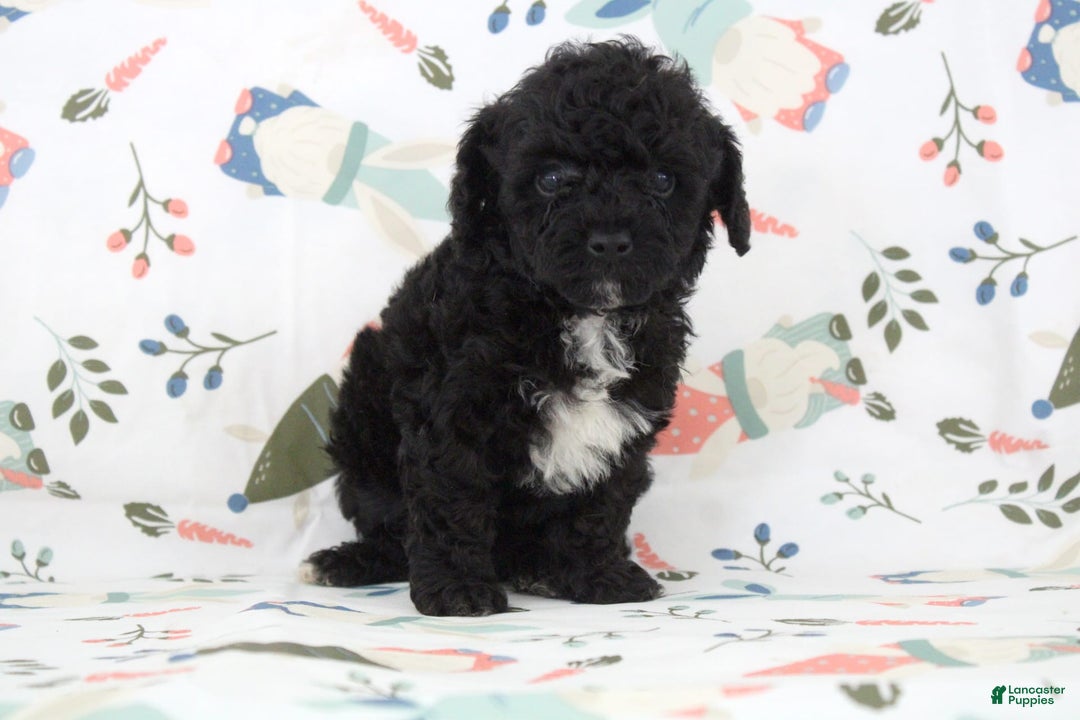 Toy Poodle dogs for sale: Brody - Image 3