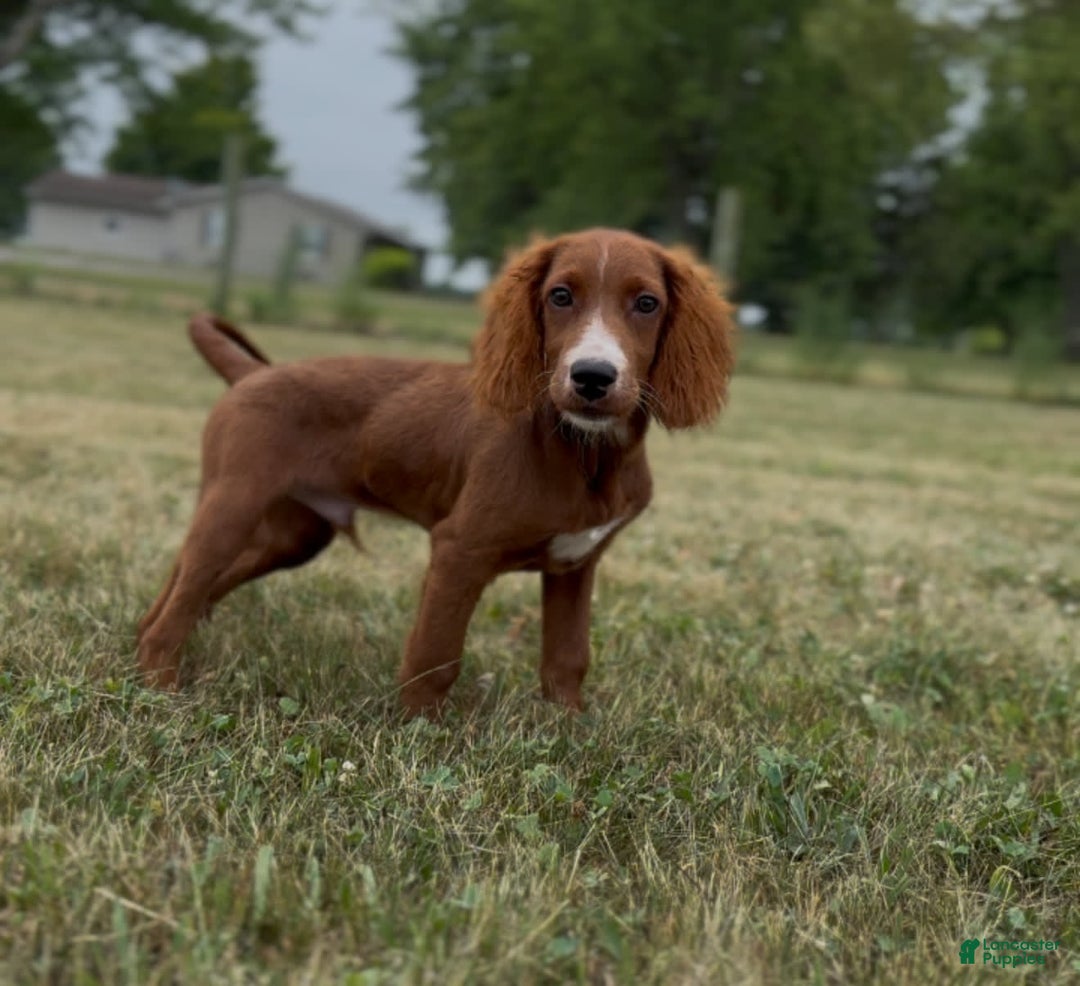 Irish Doodle dogs for sale: Jasper - Image 5