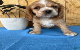 Cocker Spaniel dogs for sale: Tasha - Image 6