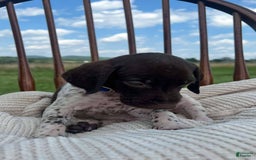 German Shorthaired Pointer dogs for sale: Festus - Image 1
