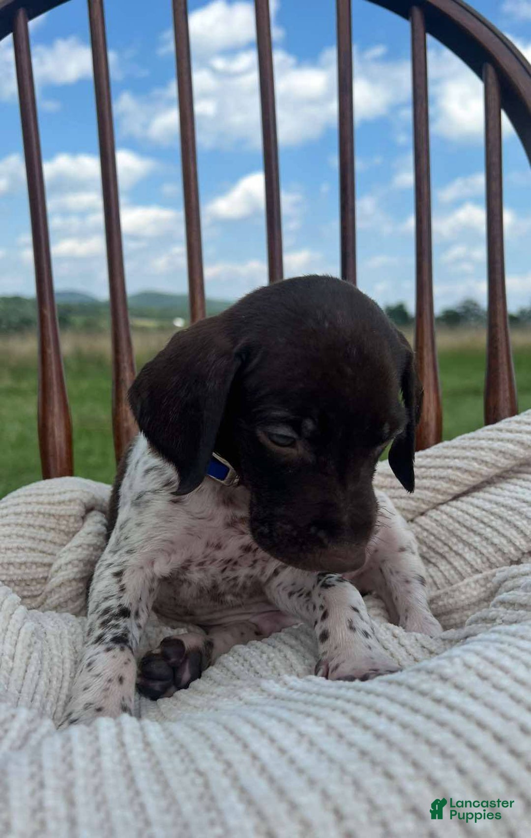 German Shorthaired Pointer dogs for sale: Festus - Image 1