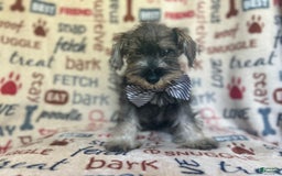 Miniature Schnauzer dogs for sale: Tex - Image 2