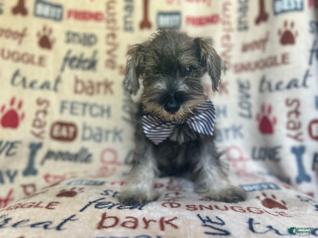 Miniature Schnauzer dogs for sale: Tex - Image 2