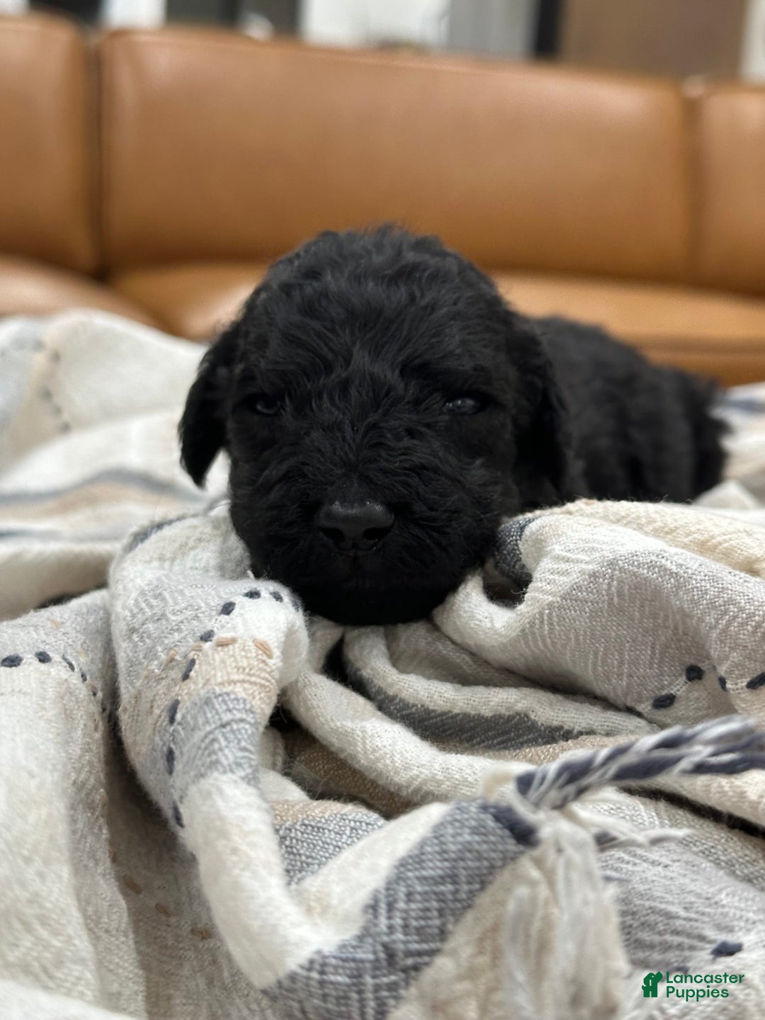 Goldendoodle dogs for sale: Black Male - Image 1