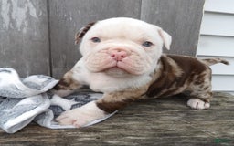 American Bulldog dogs for sale: Alex - Image 1