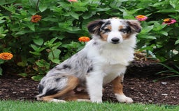 Miniature Australian Shepherd dogs for sale: Washington - Image 16