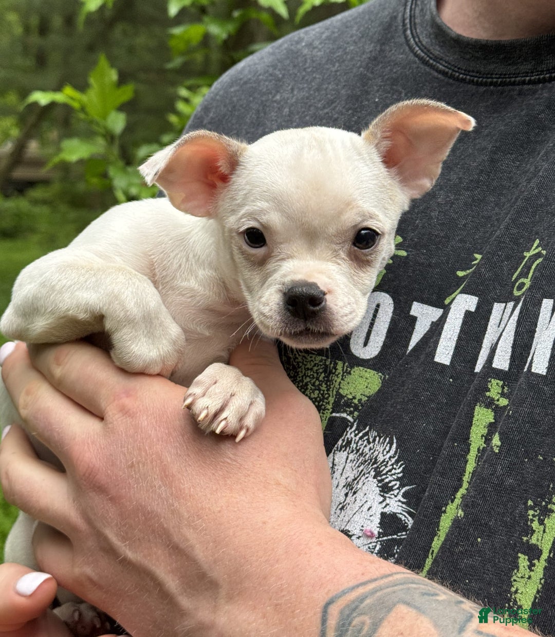 Chihuahua dogs for sale: Bianca - Image 6