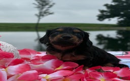 Miniature Dachshund dogs for sale: Cookie - Image 3