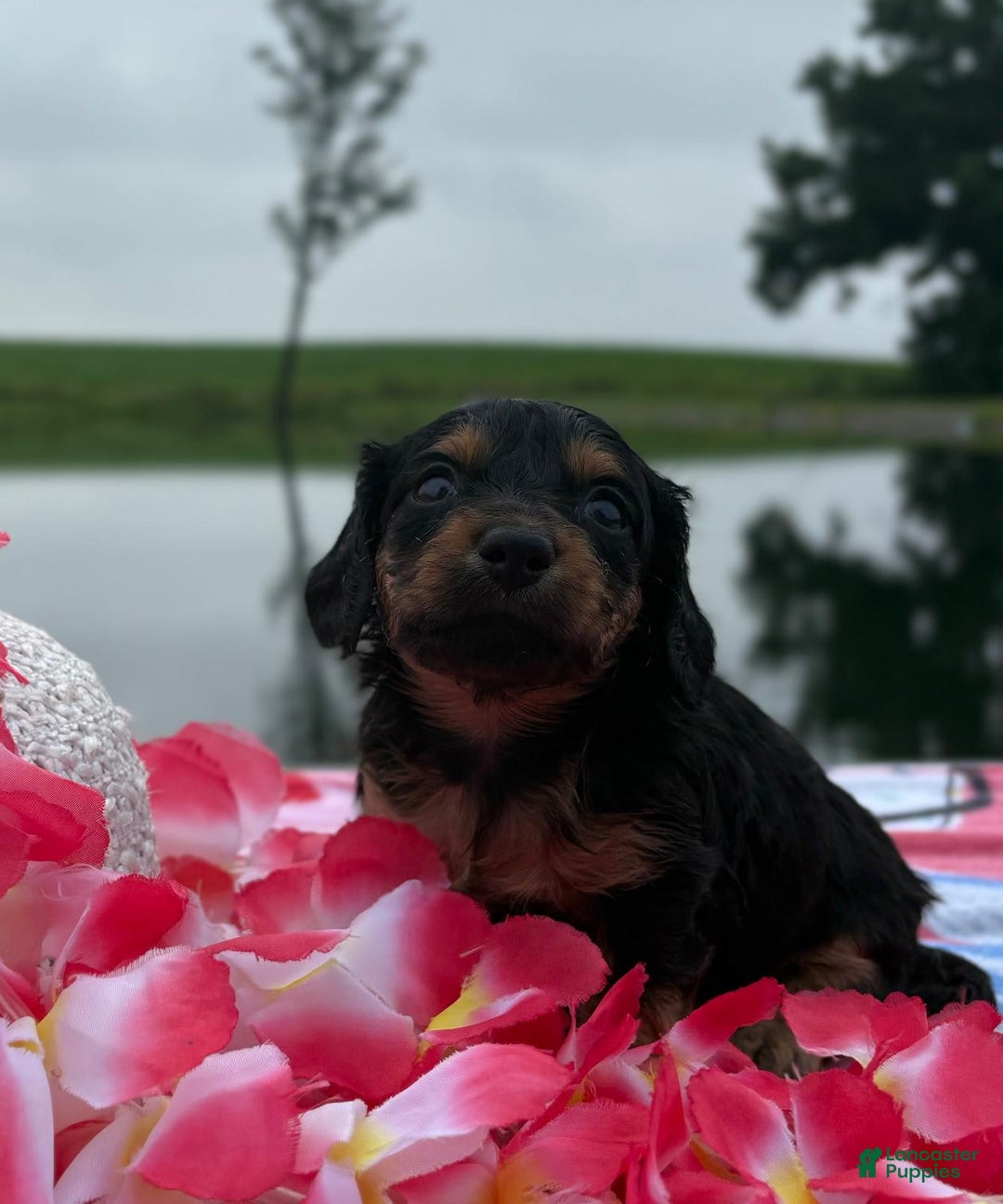 Miniature Dachshund dogs for sale: Cookie - Image 3