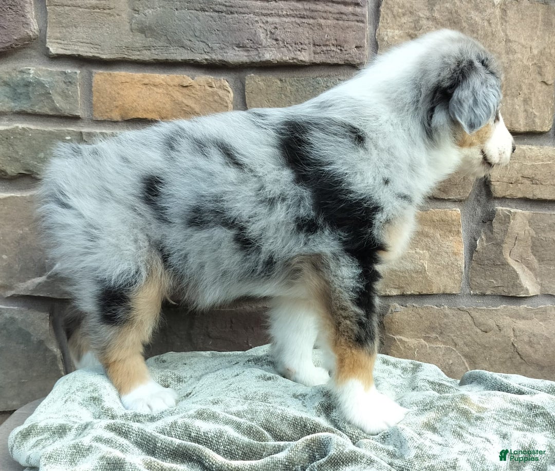 Miniature Australian Shepherd dogs for sale: Hendrik - Image 6