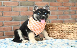 Gerberian Shepsky dogs for sale: Berkley - Image 3