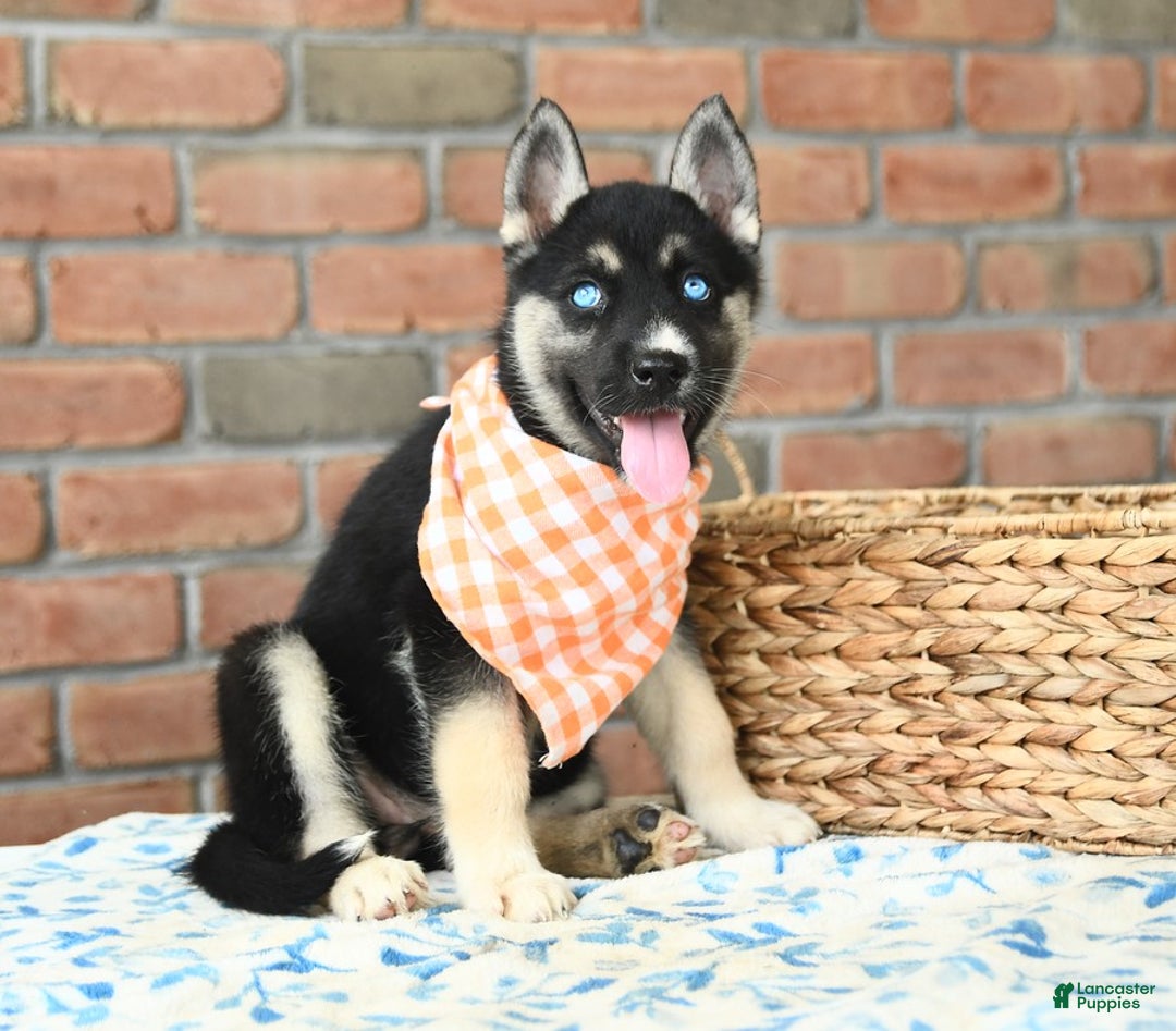 Gerberian Shepsky dogs for sale: Berkley - Image 3