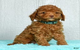 Cavapoo dogs for sale: Benji - Image 3