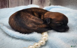 Chinese Crested dogs for sale: Raven - Image 3