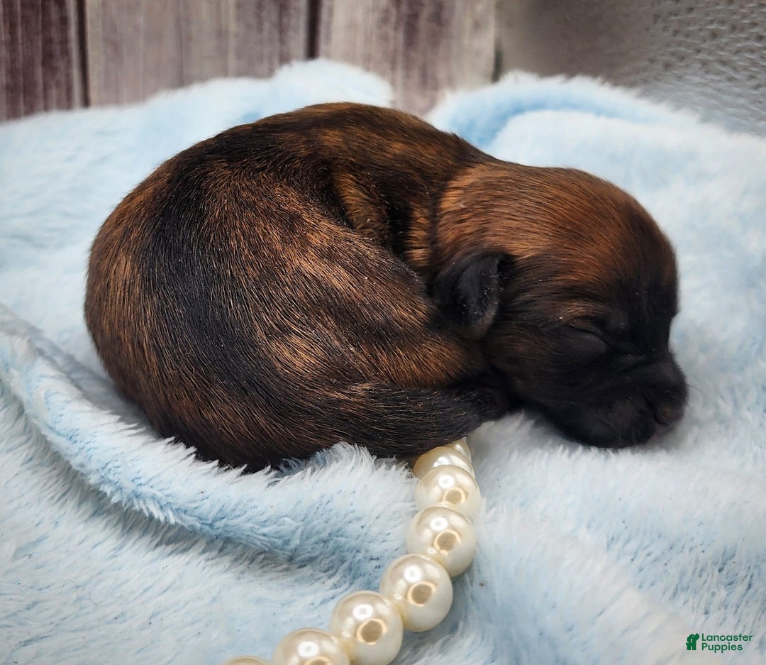 Chinese Crested dogs for sale: Raven - Image 3