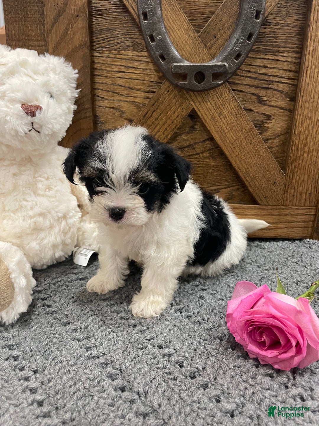 Morkie dogs for sale: Pink - Image 3