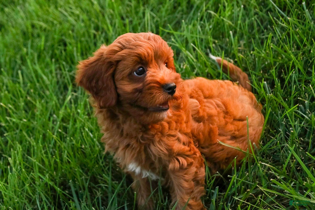 Cavalier King Charles Spaniel dogs for sale: Cavalier King Charles Spaniel 4 puppies - Image 6