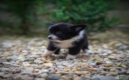 Pomchi dogs for sale: Night Fox - Image 3