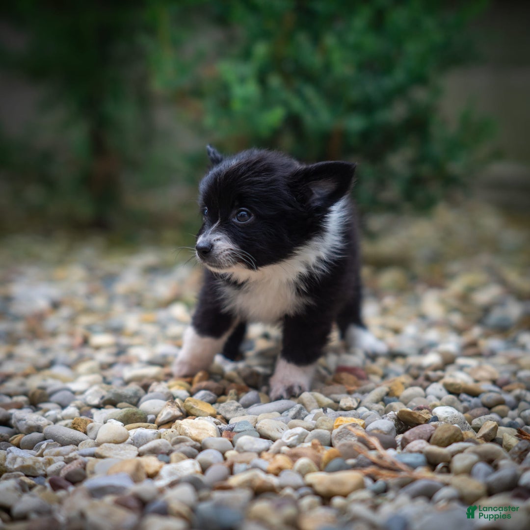 Pomchi dogs for sale: Night Fox - Image 3