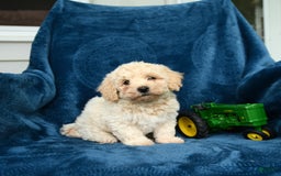 Bichpoo dogs for sale: Lifesaver - Image 5