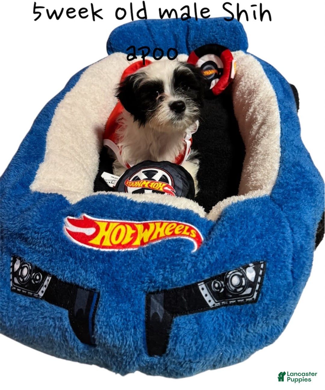 Shihpoo dogs for sale: Ray Ray - Image 4