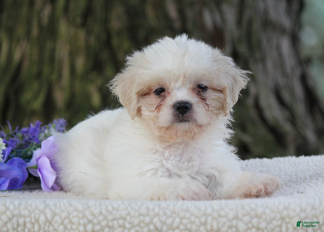 Shih Tzu dogs for sale: Clara - Image 1
