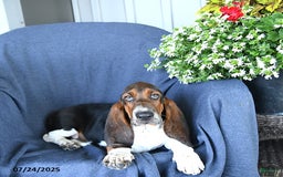 Basset Hound dogs for sale: Cooper - Image 2