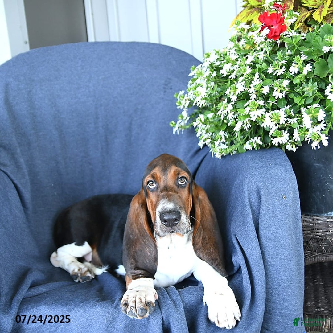 Basset Hound dogs for sale: Cooper - Image 2