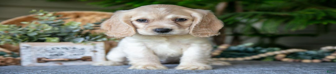 Tammy