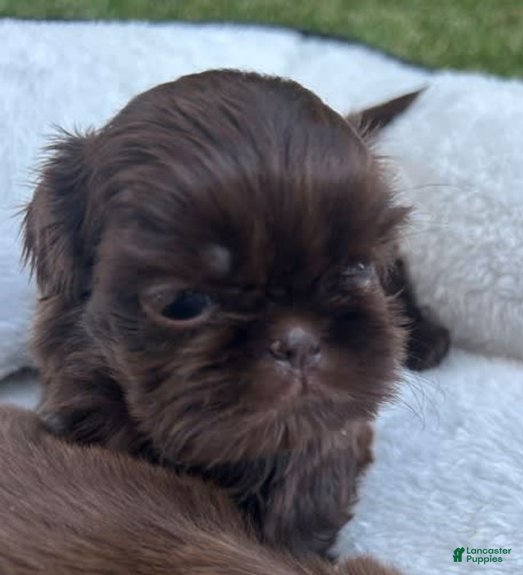 Shih Tzu dogs for sale: Impala - Image 1