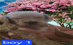 Goldendoodle dogs for sale: Otitis - Image 7