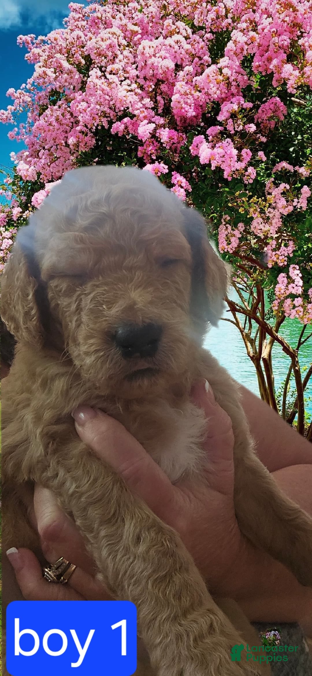 Goldendoodle dogs for sale: Otitis - Image 7