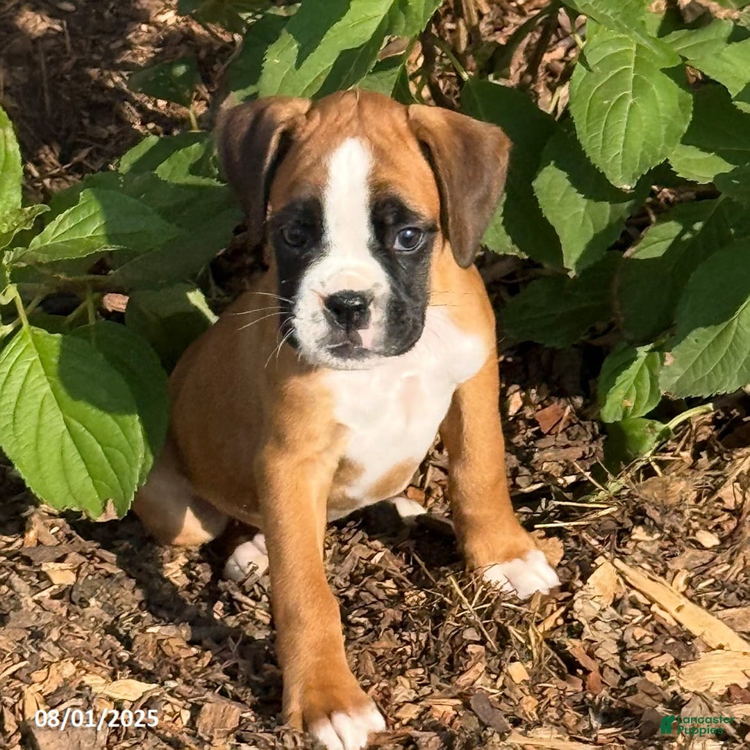 Boxer dogs for sale: Zakar - Image 4