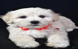 Maltipoo dogs for sale: Bruno - Image 2