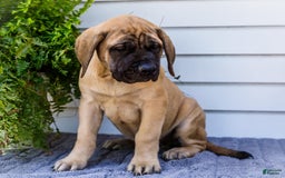 English Mastiff dogs for sale: Horace - Image 16