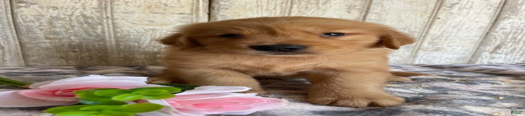 Gavin