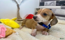 Miniature Dachshund dogs for sale: Jasper - Image 6