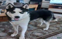 Gerberian Shepsky dogs for sale: Ruby - Image 3