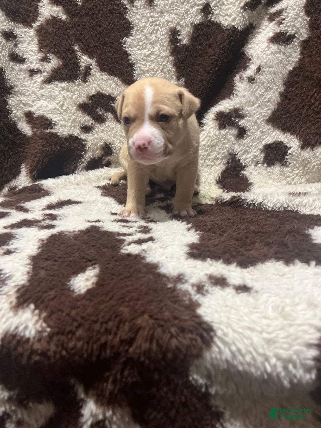 American Bully dogs for sale: Ranger - Image 2