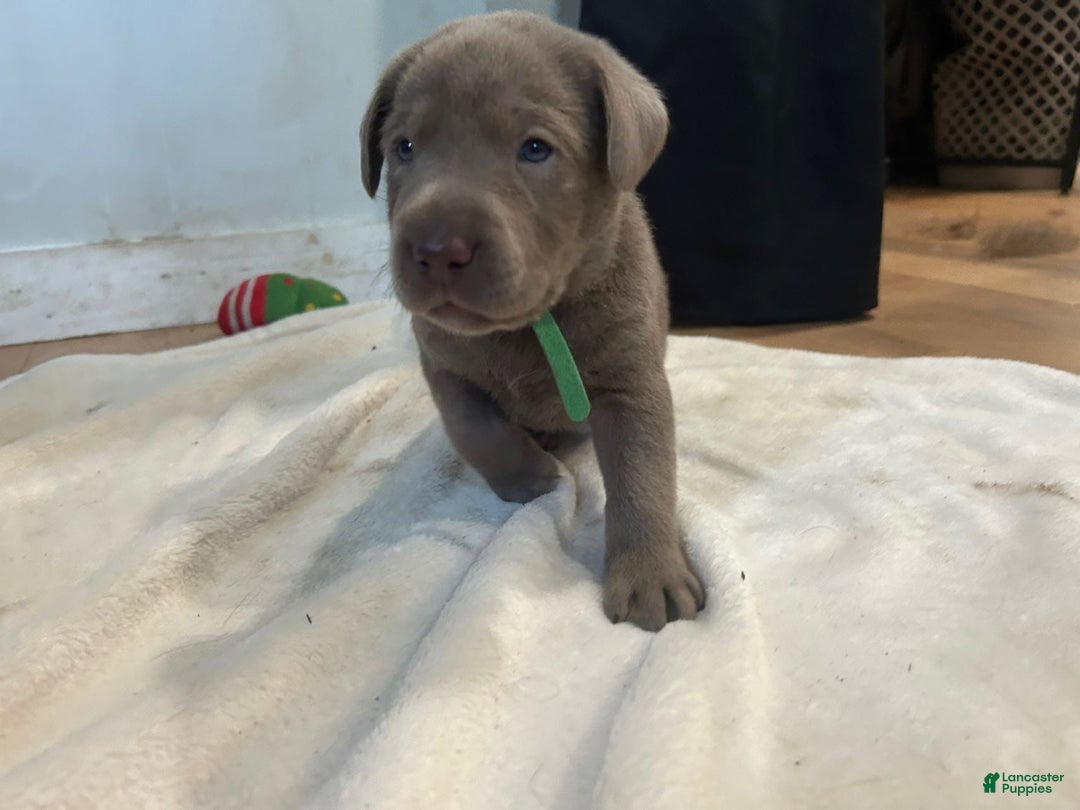 Labrador Retriever dogs for sale: Gator - Image 4