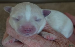 Maltese dogs for sale: Empress - Image 10