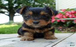 Yorkshire Terrier dogs for sale: Danae - Image 4