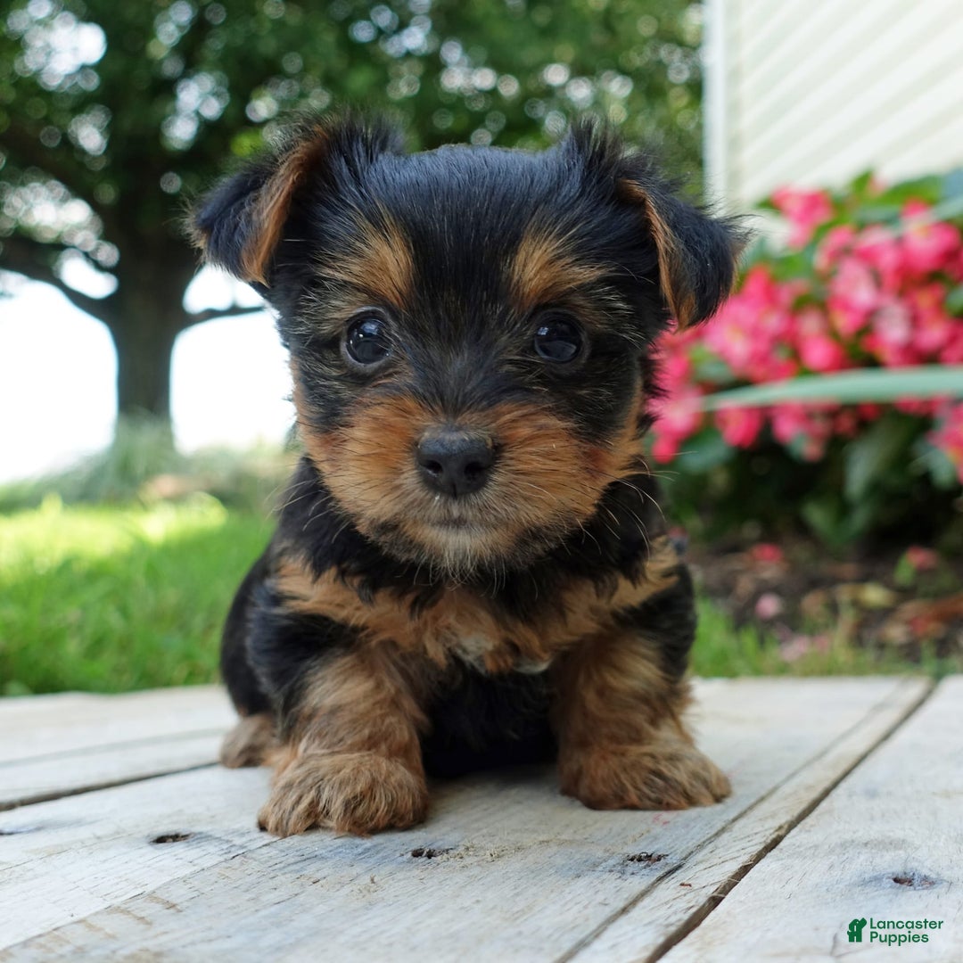 Yorkshire Terrier dogs for sale: Danae - Image 4