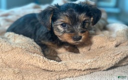 Yorkshire Terrier dogs for sale: Milo - Image 2