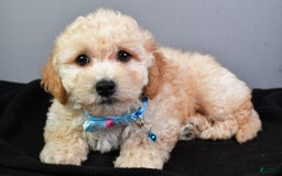 Bichpoo dogs for sale: Sammy - Image 7