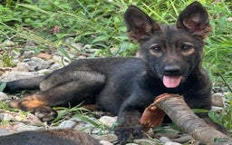 German Shepherd dogs for sale: Luna N Bella - Image 9